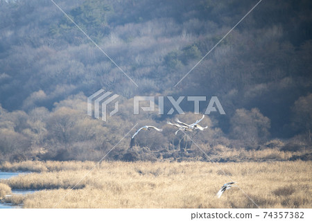 起重機，Cheolwon-gun，江原道 74357382