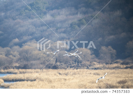 起重機，Cheolwon-gun，江原道 74357383