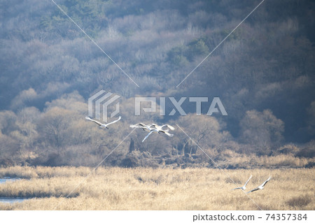 起重機，Cheolwon-gun，江原道 74357384