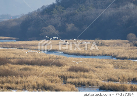Crane, Cheolwon-gun, Gangwon-do 74357394