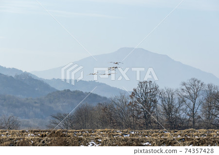起重機,Cheolwon-gun,江原道 起重機,Cheolwon-gun,江原道 74357428