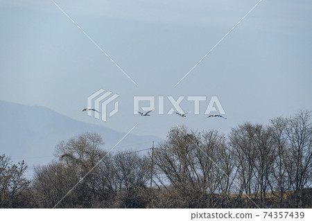 Crane, Cheolwon-gun, Gangwon-do Crane, Cheolwon-gun, Gangwon-do 74357439