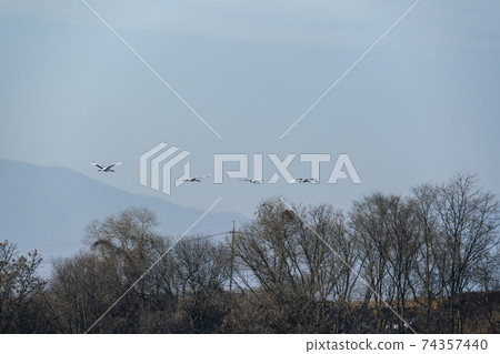 Crane, Cheolwon-gun, Gangwon-do 74357440