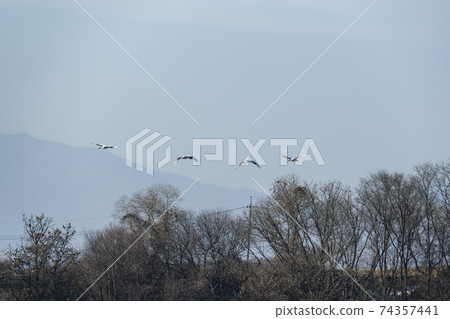 Crane, Cheolwon-gun, Gangwon-do Crane, Cheolwon-gun, Gangwon-do 74357441