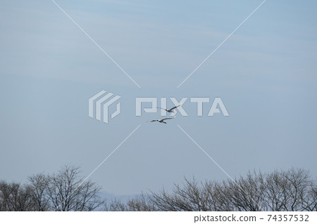 起重機，Cheolwon-gun，江原道 74357532