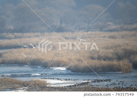 Crane, Cheolwon-gun, Gangwon-do Crane, Cheolwon-gun, Gangwon-do 74357549