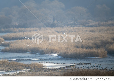 Crane, Cheolwon-gun, Gangwon-do Crane, Cheolwon-gun, Gangwon-do 74357550