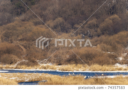 Crane, Cheolwon-gun, Gangwon-do Crane, Cheolwon-gun, Gangwon-do 74357583