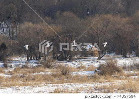 Crane, Cheolwon-gun, Gangwon-do 74357594
