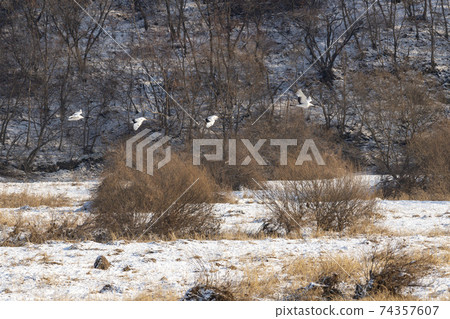 Crane, Cheolwon-gun, Gangwon-do 74357607