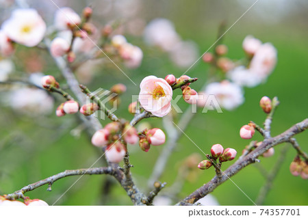 泉循環環境公園梅園 74357701