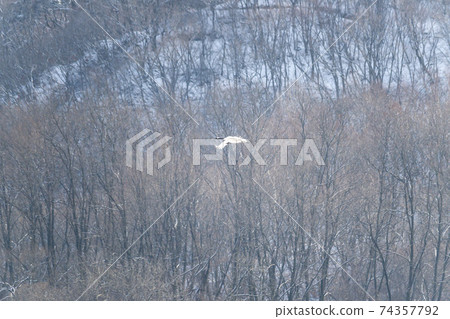 Crane, Cheolwon-gun, Gangwon-do 74357792