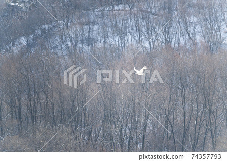 Crane, Cheolwon-gun, Gangwon-do Crane, Cheolwon-gun, Gangwon-do 74357793