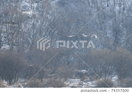 起重機，Cheolwon-gun，江原道 74357800