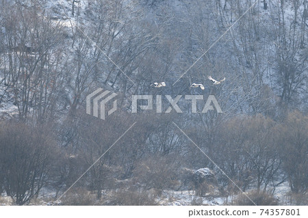 Crane, Cheolwon-gun, Gangwon-do Crane, Cheolwon-gun, Gangwon-do 74357801