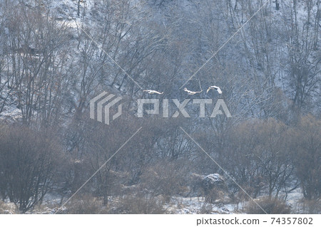 Crane, Cheolwon-gun, Gangwon-do Crane, Cheolwon-gun, Gangwon-do 74357802