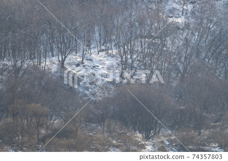 Crane, Cheolwon-gun, Gangwon-do 74357803