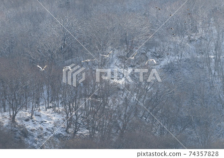Crane, Cheolwon-gun, Gangwon-do Crane, Cheolwon-gun, Gangwon-do 74357828