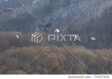 起重機，Cheolwon-gun，江原道 74357834