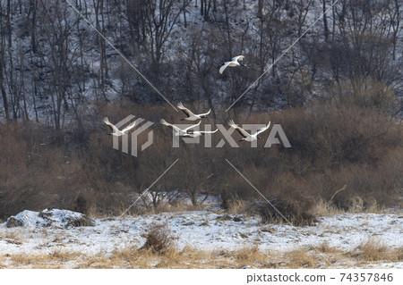 Crane, Cheolwon-gun, Gangwon-do 74357846