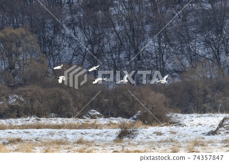 Crane, Cheolwon-gun, Gangwon-do 74357847