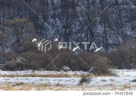 Crane, Cheolwon-gun, Gangwon-do Crane, Cheolwon-gun, Gangwon-do 74357848