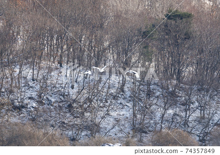 Crane, Cheolwon-gun, Gangwon-do 74357849