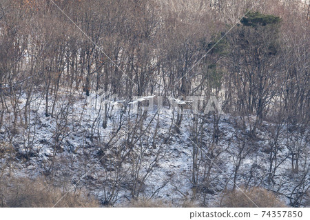 Crane, Cheolwon-gun, Gangwon-do 74357850