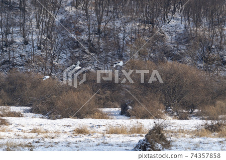 Crane, Cheolwon-gun, Gangwon-do 74357858