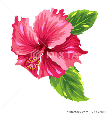Illustration of tropical hibiscus flower. 74357865