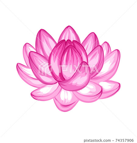 Illustration of lotus flower. Illustration of lotus flower. 74357906