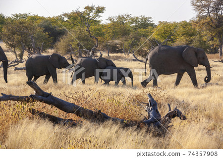 African Elephants - Etosha - Namibia African Elephants - Etosha - Namibia 74357908