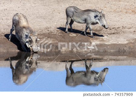 Warthogs at a waterhole in Etosha - Namibia Warthogs at a waterhole in Etosha - Namibia 74357909