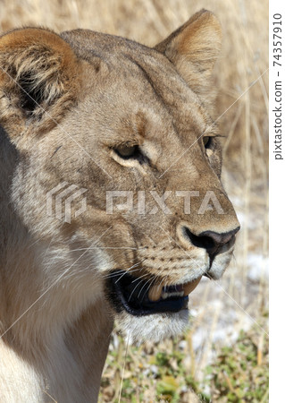 Lioness - Etosha - Namibia Lioness - Etosha - Namibia 74357910