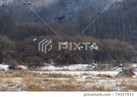 Crane, Cheolwon-gun, Gangwon-do Crane, Cheolwon-gun, Gangwon-do 74357933