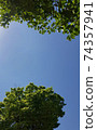 Blue sky and cool trees 74357941