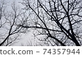 An image of a lonely landscape with only branches in winter 74357944
