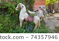 Old and worn merry-go-round horses in the woods on the road 74357946