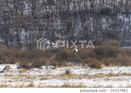Crane, Cheolwon-gun, Gangwon-do 74357961