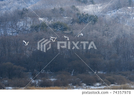 Crane, Cheolwon-gun, Gangwon-do 74357978