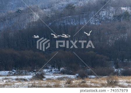 Crane, Cheolwon-gun, Gangwon-do Crane, Cheolwon-gun, Gangwon-do 74357979