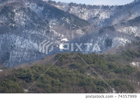 Crane, Cheolwon-gun, Gangwon-do 74357999
