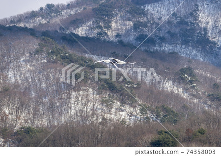起重機，Cheolwon-gun，江原道 74358003