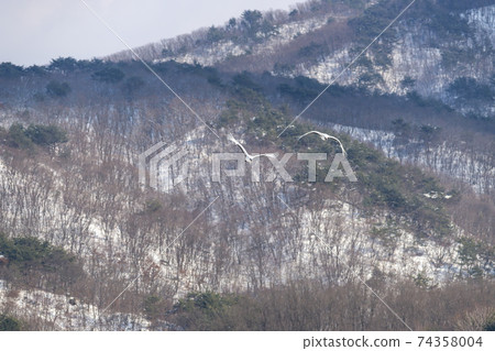 Crane, Cheolwon-gun, Gangwon-do Crane, Cheolwon-gun, Gangwon-do 74358004