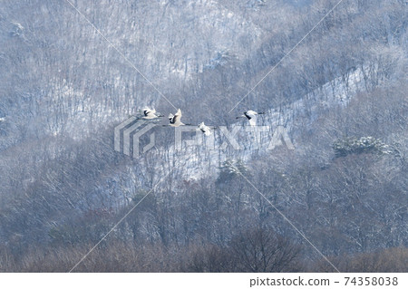 Crane, Cheolwon-gun, Gangwon-do Crane, Cheolwon-gun, Gangwon-do 74358038