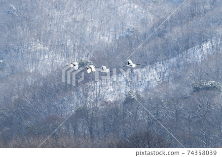 Crane, Cheolwon-gun, Gangwon-do Crane, Cheolwon-gun, Gangwon-do 74358039