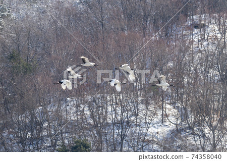 Crane, Cheolwon-gun, Gangwon-do Crane, Cheolwon-gun, Gangwon-do 74358040