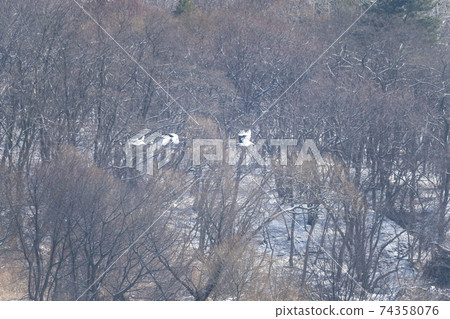 Crane, Cheolwon-gun, Gangwon-do Crane, Cheolwon-gun, Gangwon-do 74358076