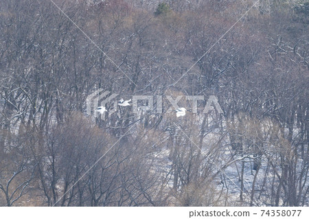 起重機,Cheolwon-gun,江原道 起重機,Cheolwon-gun,江原道 74358077