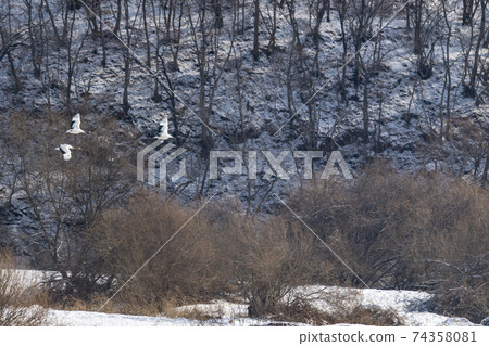 Crane, Cheolwon-gun, Gangwon-do Crane, Cheolwon-gun, Gangwon-do 74358081